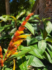 Sanchezia parvibracteata