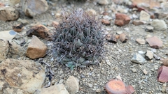 Coryphantha salinensis