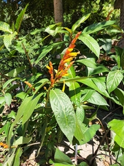 Sanchezia parvibracteata