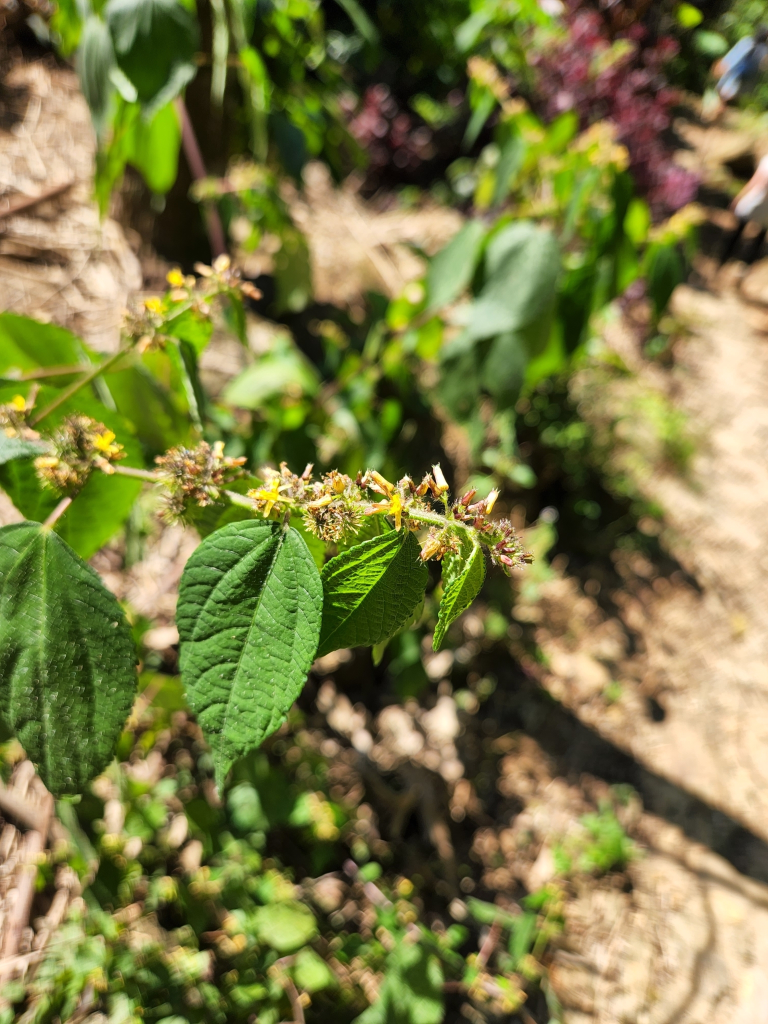 Triumfetta rhomboidea (Triumfetta rhomboidea)