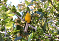 Myioborus brunniceps