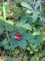 Rubus