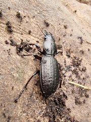 Mecodema sculpturatum