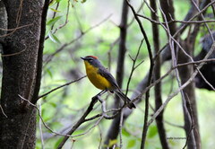 Myioborus brunniceps