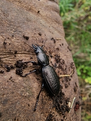 Mecodema sculpturatum