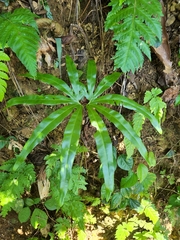 Lygodium circinnatum