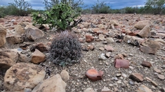 Coryphantha salinensis