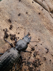 Mecodema sculpturatum