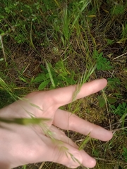Festuca myuros