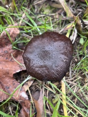 Armillaria sinapina