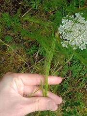 Festuca myuros