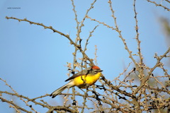 Myioborus brunniceps