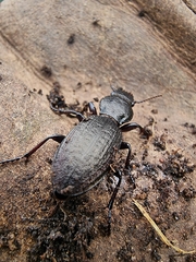 Mecodema sculpturatum