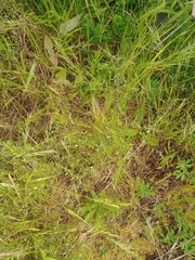 Festuca myuros