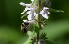Anthophora terminalis