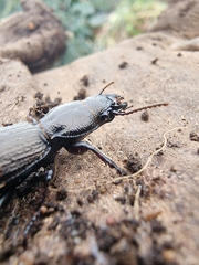 Mecodema sculpturatum