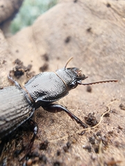Mecodema sculpturatum