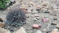 Coryphantha salinensis