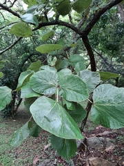 Erythrina latissima