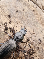 Mecodema sculpturatum
