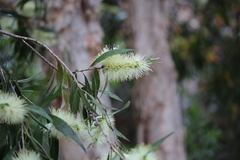 Callistemon