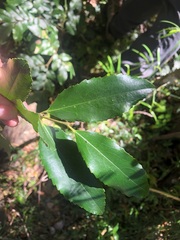Daphnandra apatela