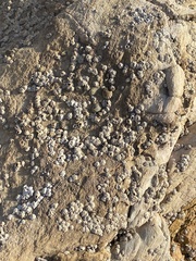 Balanomorpha