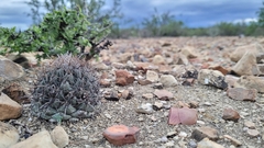 Coryphantha salinensis
