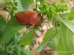 Tessaratoma papillosa