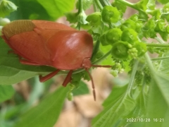 Tessaratoma papillosa