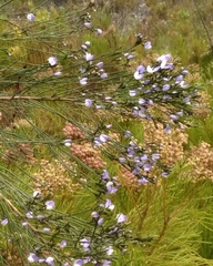 Psoralea aphylla