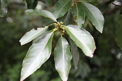 Lindera megaphylla