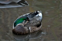 Anas rubripes × platyrhynchos