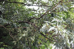 Lindera megaphylla