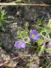 Veronica gracilis