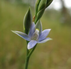 Thelymitra bracteata
