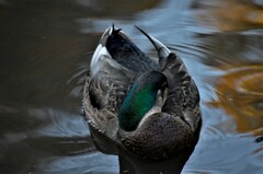 Anas rubripes × platyrhynchos