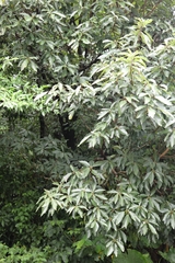 Lindera megaphylla