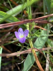 Veronica gracilis