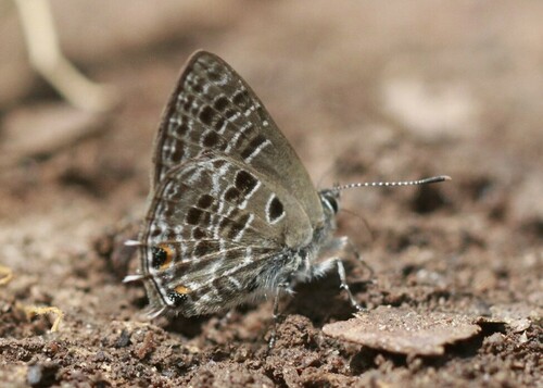 Anthene irumu