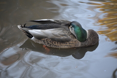 Anas rubripes × platyrhynchos