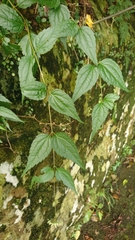 Eupatorium tashiroi