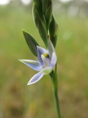 Thelymitra bracteata