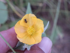 Macrotera
