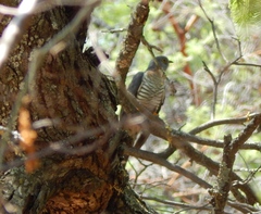 Cuculus solitarius