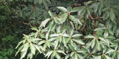 Lindera megaphylla