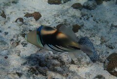 Rhinecanthus aculeatus