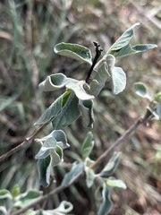 Barleria galpinii