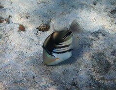 Rhinecanthus aculeatus