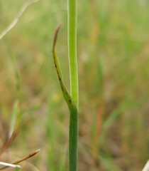 Thelymitra bracteata